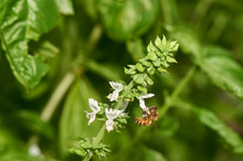 A Honey Bee Pollinating The Fresh White Flowers Of A Thriving Basil(Ocimum Basilicum) Plant.