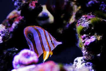 Wall Mural - The copperband butterflyfish - (Chelmon rostratus)