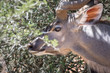 Close up portrait of male kudu on safari