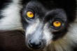 Close up of black and white ruffed lemur