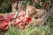 Lion cubs eating a kill on safari in South Africa