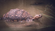 Leopard tortoise in a river on safari in South Africa