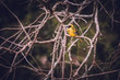 Masked Weaver on branch on safari in South Africa