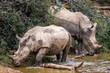 Group (crash) of endangered white rhinos on safari in South Africa