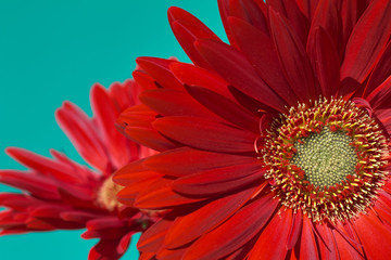 Close-up detail of a nice red flower