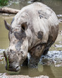 Close up of endangered white rhino in river on safari in South Africa