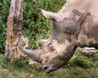 Close up headshot of white rhino