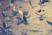 Beautiful Seagulls Over Water