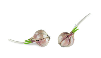 Two sprouted garlic bulbs isolated on white background