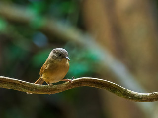 The Brown-cheeked Fulvetta (Alcippe poioicephala) is a small brown bird with an orange chest but no other distinctive markings.