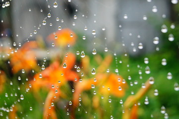 raindrops on the web