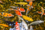 Fototapeta Do akwarium - Colorful Japanese Koi carps or Koi fish swim in pond
