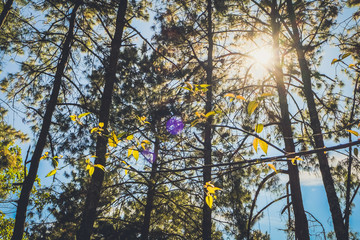 Wall Mural - nature forest and sun bright with blue sky background