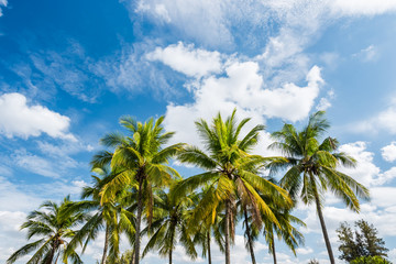 Blue sky background with coconut leaf