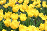 Fototapeta Tulipany - 黄色いチューリップ　かわいい　チューリップフェスティバル　カラフルなチューリップ　美しい花　花畑　癒やしの　自然の　