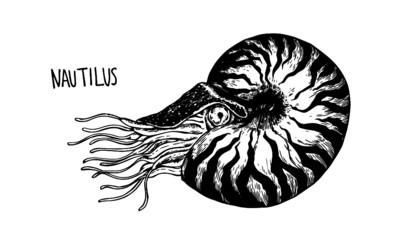 vector illustration of a nautilus seashell