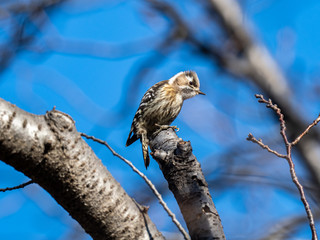 Japanese pygmy woodpecker in a bare tree 2