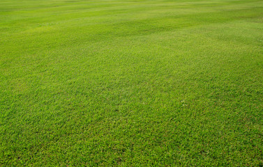 green grass field