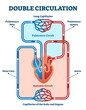 Double circulation vector illustration. Labeled educational blood route scheme