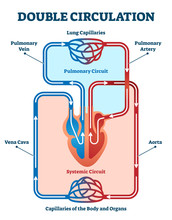 Double Circulation Vector Illustration. Labeled Educational Blood Route Scheme