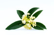 Bouquet of Sweet osmanthus or Sweet olive flowers blossom on white background