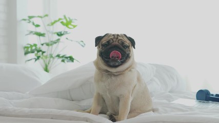 Wall Mural - Cute pug dog breed lying on blanket on white bed in bedroom smile with funny face and feeling so happiness after wake up in the morning,Healthy Purebred dog Concept