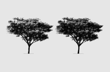 Wall Mural - Rain tree silhouette.
high contrast style : vector file (live trace in 2 degrees)