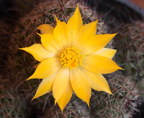 Wall Mural - cactus flowers yellow and very pretty.