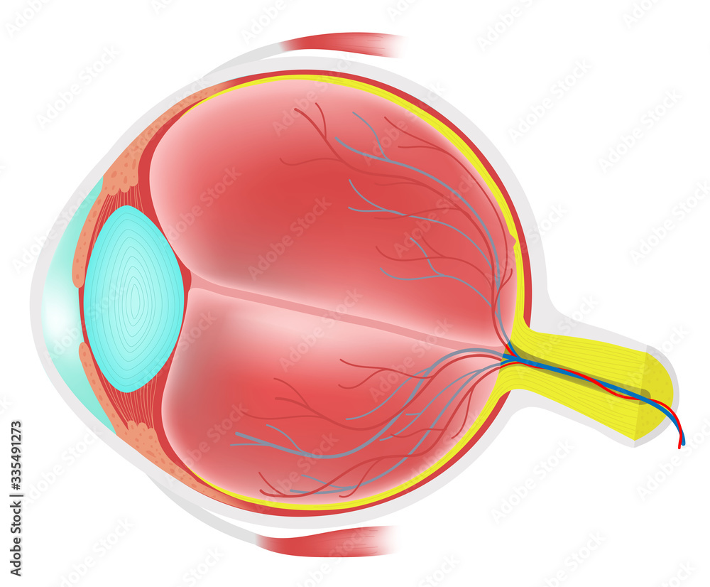 Anatomy of the Human Eye. Stock Illustration | Adobe Stock