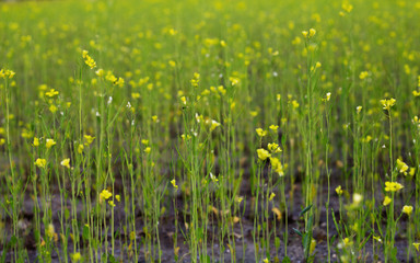 Sprouts on the field close-up. Fresh green spring grass closeup. Lawn grass sprouting, sowing crops and grains