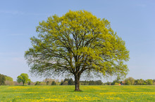 Single Big Tree In Meadow At Springtime