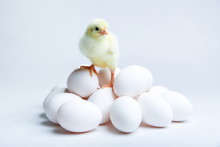 Yellow Chick Standing On A Pile Of Eggs On A White Background