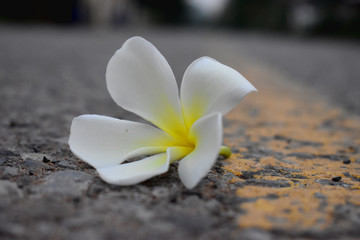 white and yellow flower of  Plumeria  or Frangipani on  road  with blurred Background