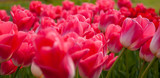 Fototapeta  - Large and beautiful tulips in the garden.