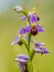 Wall Mural - Bee orchid Bunch of Pink flowers