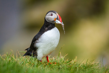 Poster - Papageitaucher (Fratercula arctica) in Island