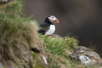 Canvas Print - Papageitaucher (Fratercula arctica) auf Island