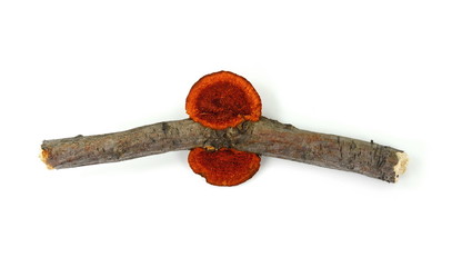 Wall Mural - Beautiful mushrooms that live on dead tree wood, isolated on white background.