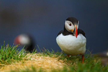 Wall Mural - Papageitaucher (Fratercula arctica) auf Island