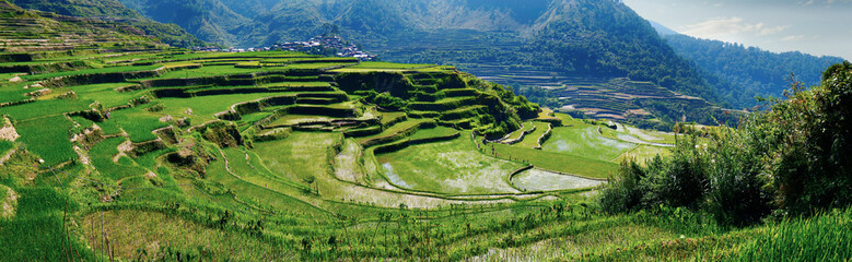 Wall Mural - rice field terraces in the area of banaue,in Philippines 