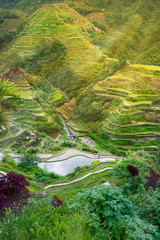 Wall Mural - sunset in the rice field terraces in the area of banaue,in Philippines 