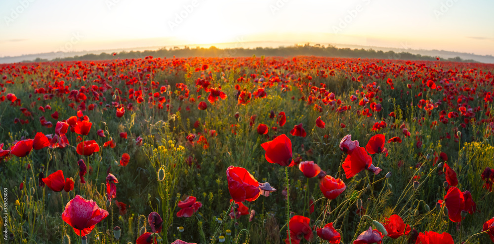 field with red poppy at the early morning - obrazy, fototapety, plakaty 