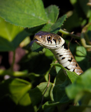 Head Shot Of A Grass Snake, Natrix Natrix, Crawling Through The Undergrowth With Tongue Flicking In The Air Hunting, Looking For Food. Taken At Blashford Lakes UK