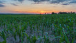 Zachód słońca nad polem kukurydzy
