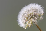 Fototapeta Dmuchawce - Closeup of dandelion taraxacum flower white seeds