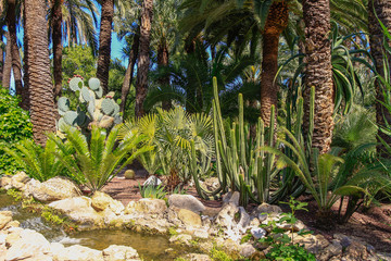 Wall Mural - Beautiful cactus garden of the Neobuxbaumia polylopha type