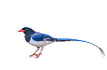 Red-billed Blue Magpie On White Background