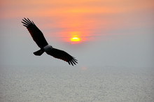 Eagle In The Sunset