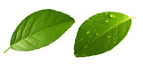Fototapeta  - Citrus Lemon leaf with drops isolated on white background