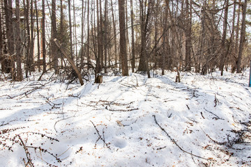 Snowy forest in spring, lit by the bright sun under a blue sky in spring. Landscape of spruce, fir, birch. Suitable for printing on banners, envelopes, postcards, mugs, magazines